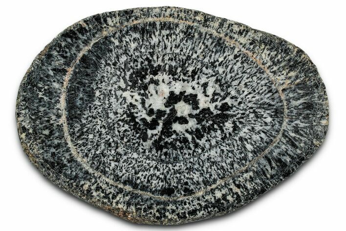 Polished Orbicular Granite Section - Western Australia #353170